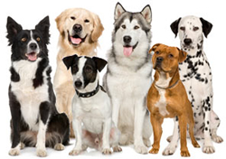 View All Dogs Product Listings