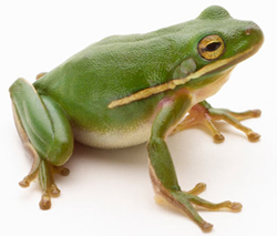 View All Frogs Product Listings