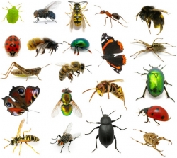 View All Insects Product Listings