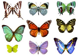 View All Butterflies Product Listings