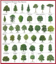 View All Trees Product Listings