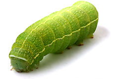 View All Caterpillars Product Listings