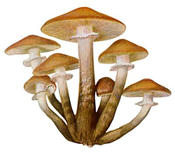 View All Mushrooms Product Listings